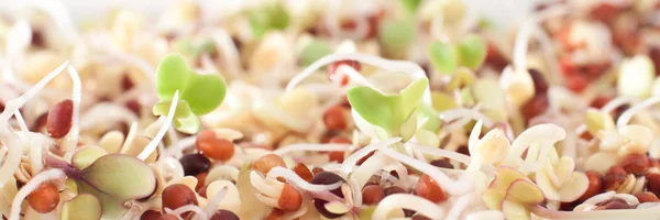 stock image Broccoli sprouts