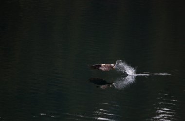 Kartal balıkçılık