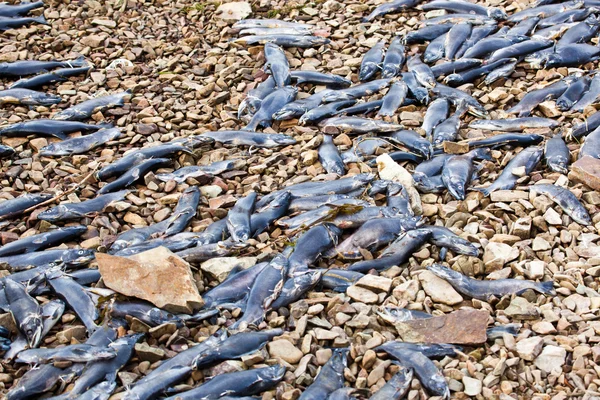 Orilla de peces muertos —  Fotos de Stock