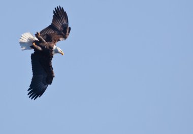 Bald Eagle Flying clipart
