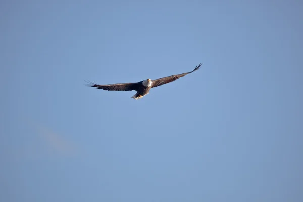 Águila calva volando —  Fotos de Stock