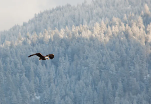 Bald eagle vliegen — Stockfoto