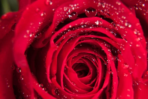 Red Rose — Stock Photo, Image