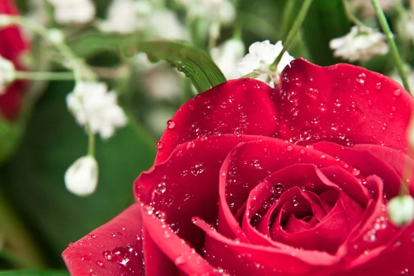 Červená růže — Stock fotografie