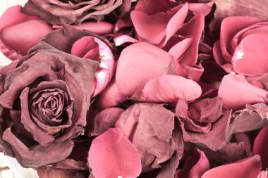 Dried rose background clipart