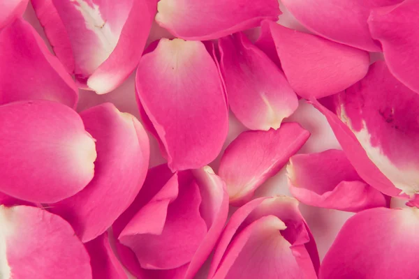 Rosenblütenhintergrund — Stockfoto