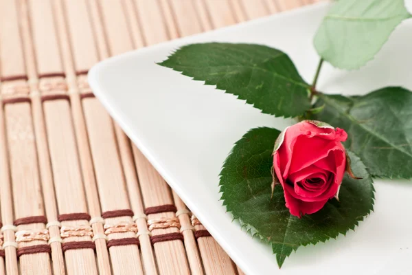 Small red rose — Stock Photo, Image