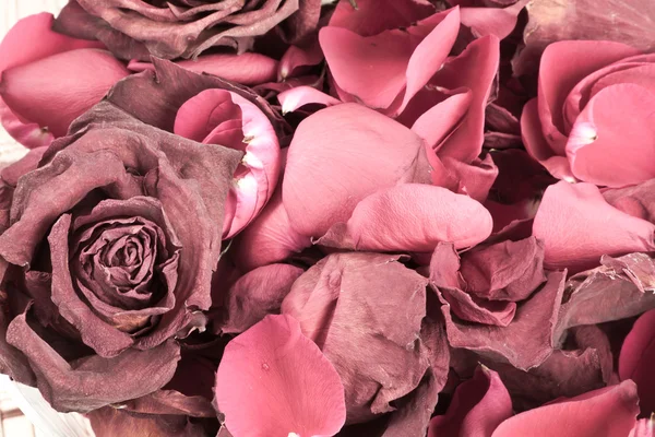 Dried rose background — Stock Photo, Image