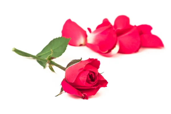 Mała czerwona róża — Zdjęcie stockowe