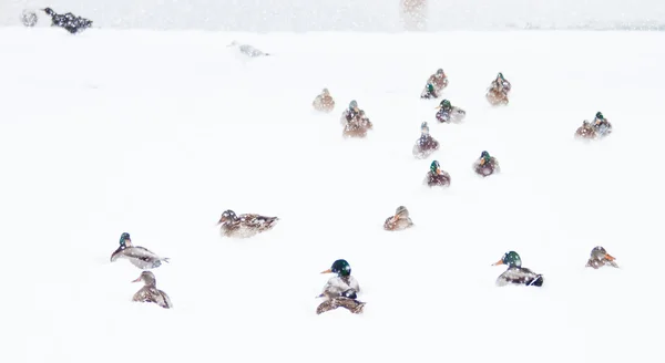stock image Wild ducks in snow storm