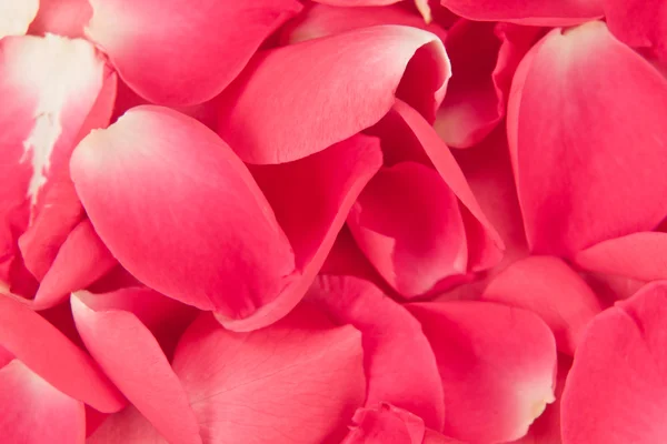 Rose petal arka plan — Stok fotoğraf