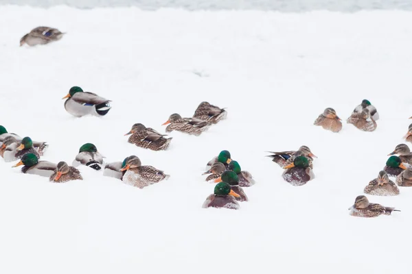 Wild ducks in snow storm — Stock Photo, Image