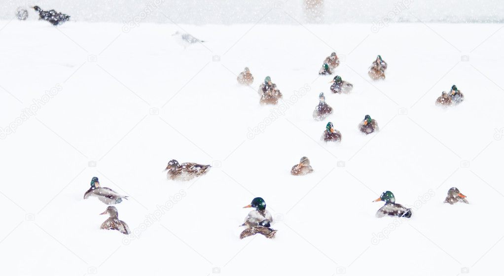 Wild ducks in snow storm
