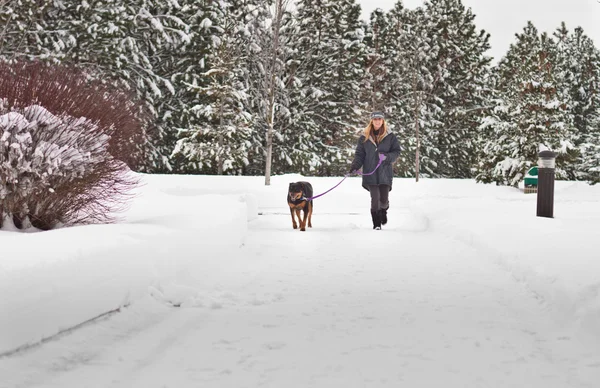 Женщина выгуливает собаку — стоковое фото