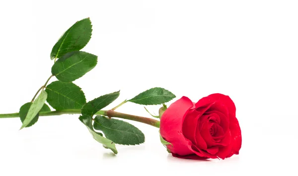 Izolované dlouhý stonek růže — Stock fotografie