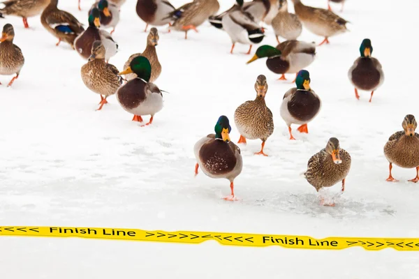 Duck Race — Stock Photo, Image