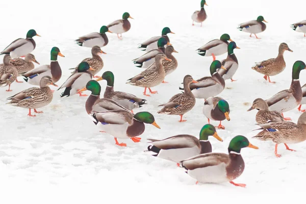 Anatra del vento nella neve — Foto Stock