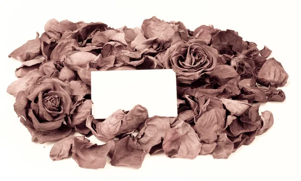 Gedroogde rose achtergrond — Stockfoto