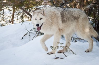 Female Wolf clipart