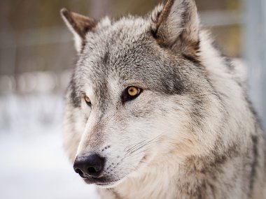 Wolf portrait clipart
