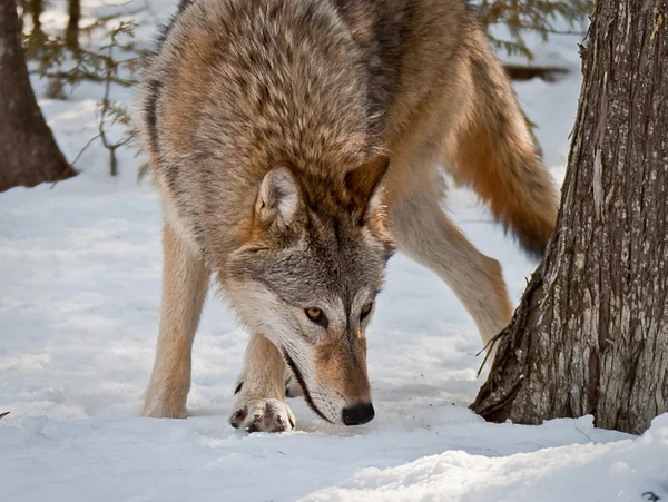 Vlk ve sněhu — Stock fotografie