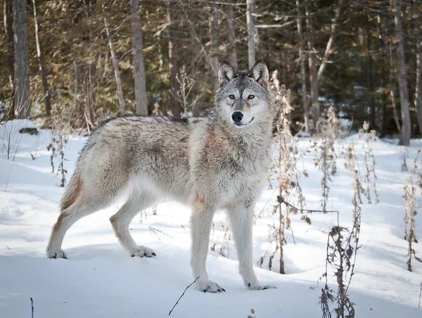 Wolfsporträt — Stockfoto