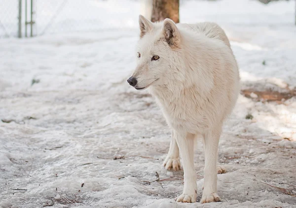 조임 늑대 — 스톡 사진