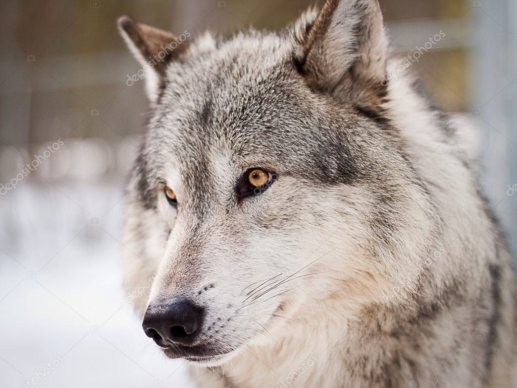 Lobo alfa fotos de stock, imágenes de Lobo alfa sin royalties |  Depositphotos