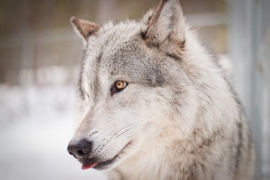 Wolf portrait clipart