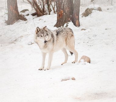 Adult male wolf clipart