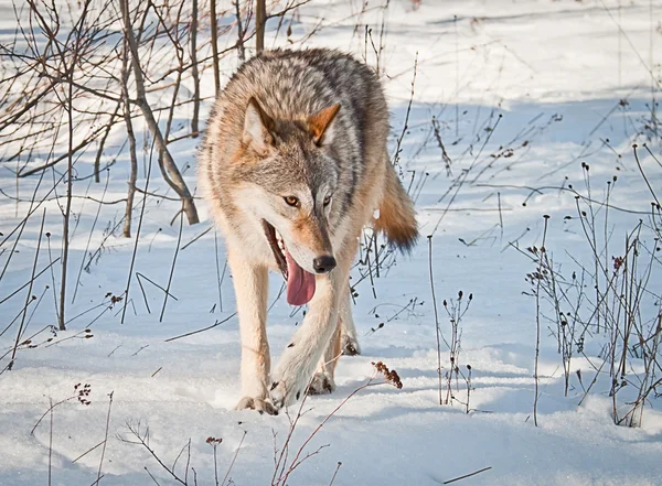 Lobo na neve — Fotografia de Stock