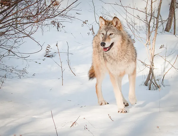 Προσεκτικός λύκος — Φωτογραφία Αρχείου