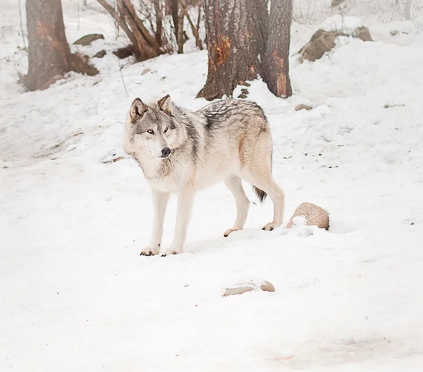 Loup mâle adulte — Photo
