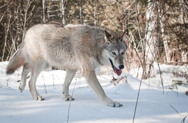 Wolf watching clipart