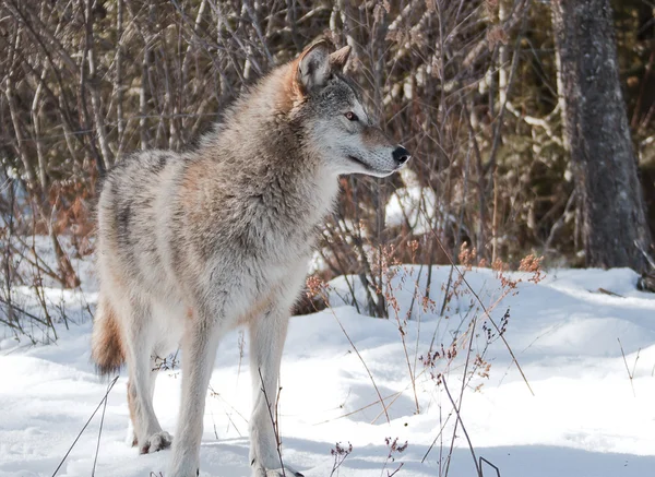 세심 한 늑대 — 스톡 사진