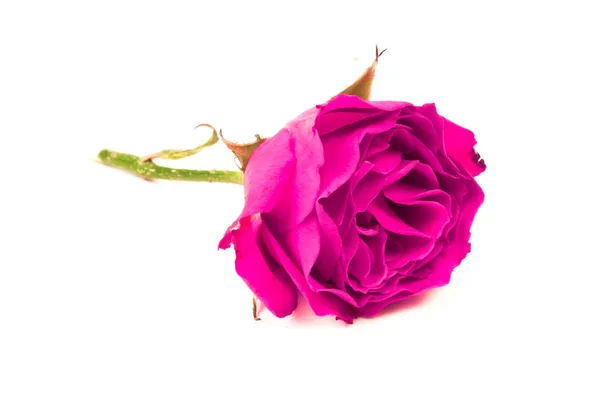 Rosa púrpura —  Fotos de Stock