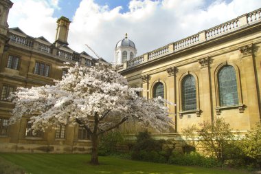 Cambridge Üniversitesi