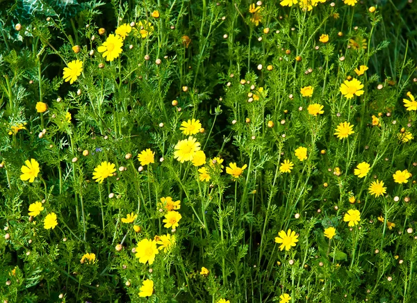 Żółte kwiaty . — Zdjęcie stockowe