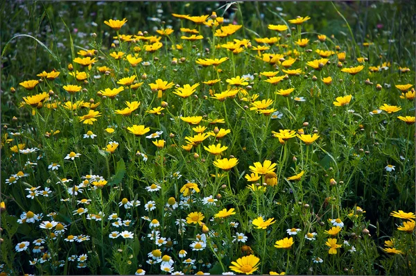 Żółte kwiaty . — Zdjęcie stockowe