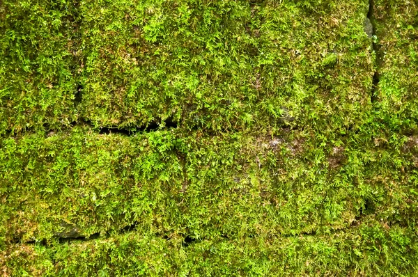 Old wall of the moss . — Stock Photo, Image