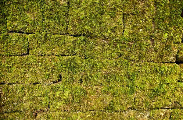 Old wall of the moss . — Stock Photo, Image
