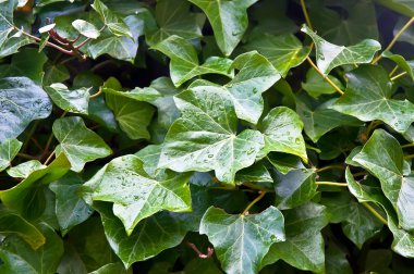 Ivy closeup bırakır .