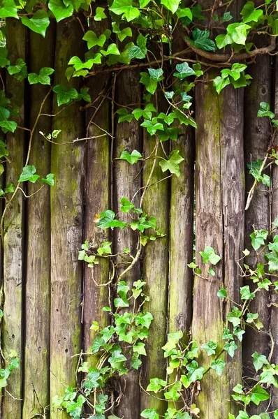 Zdi břečťan zelený listy . — Stock fotografie
