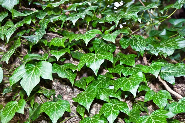 Mur de feuilles de lierre vert  . — Photo
