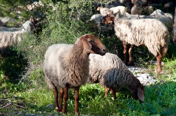 Schapen . — Stockfoto