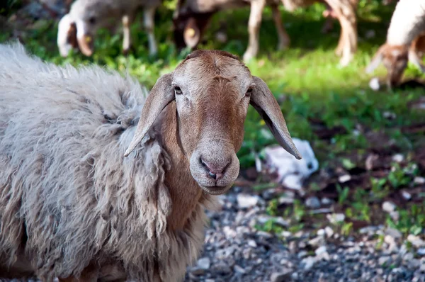 Schafe . — Stockfoto