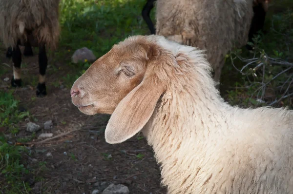 Sheep . — Stock Photo, Image