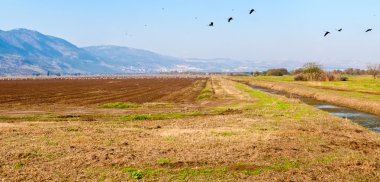 Landscape of the Upper Galilee. Israel. clipart