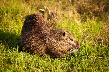 Nutria . clipart