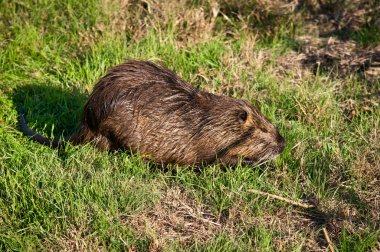 Nutria . clipart